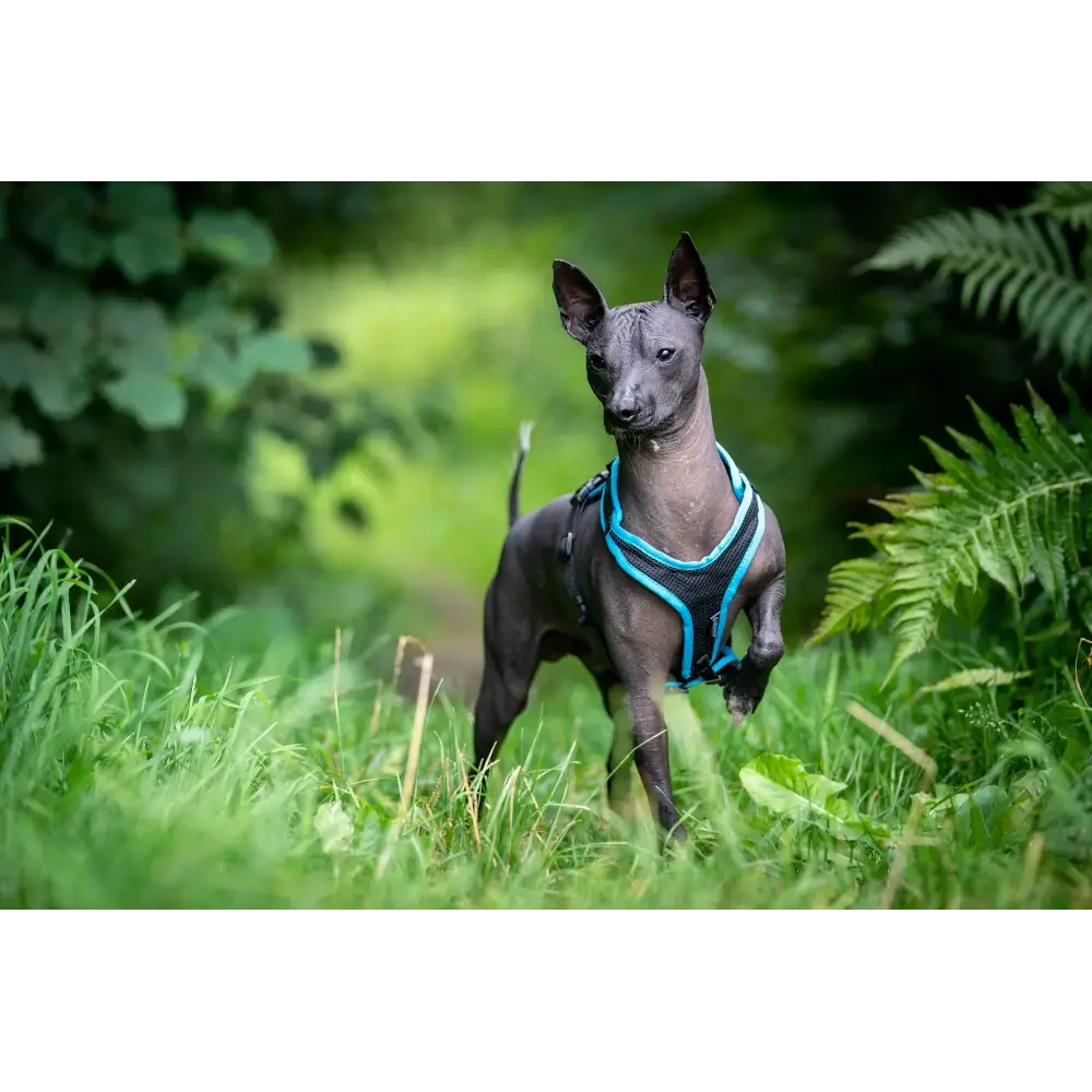 imbracatura per cani Variare