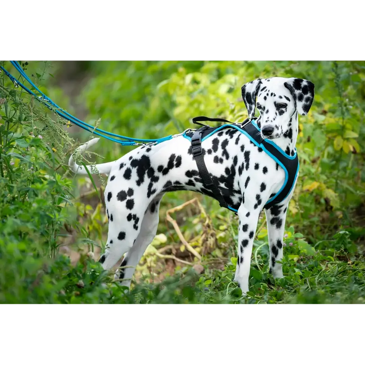 Dog harness Vary