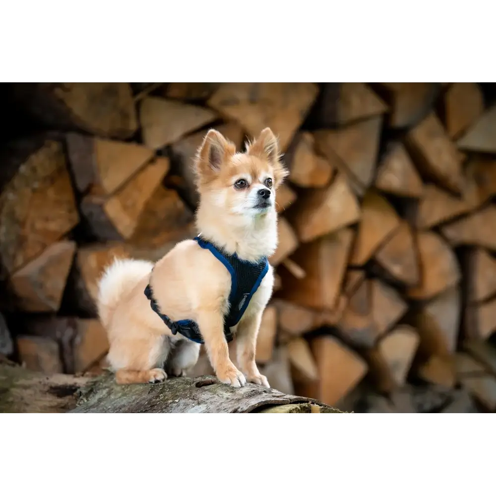 imbracatura per cani Variare