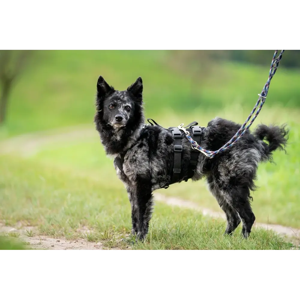 Dog Harness Vary Support