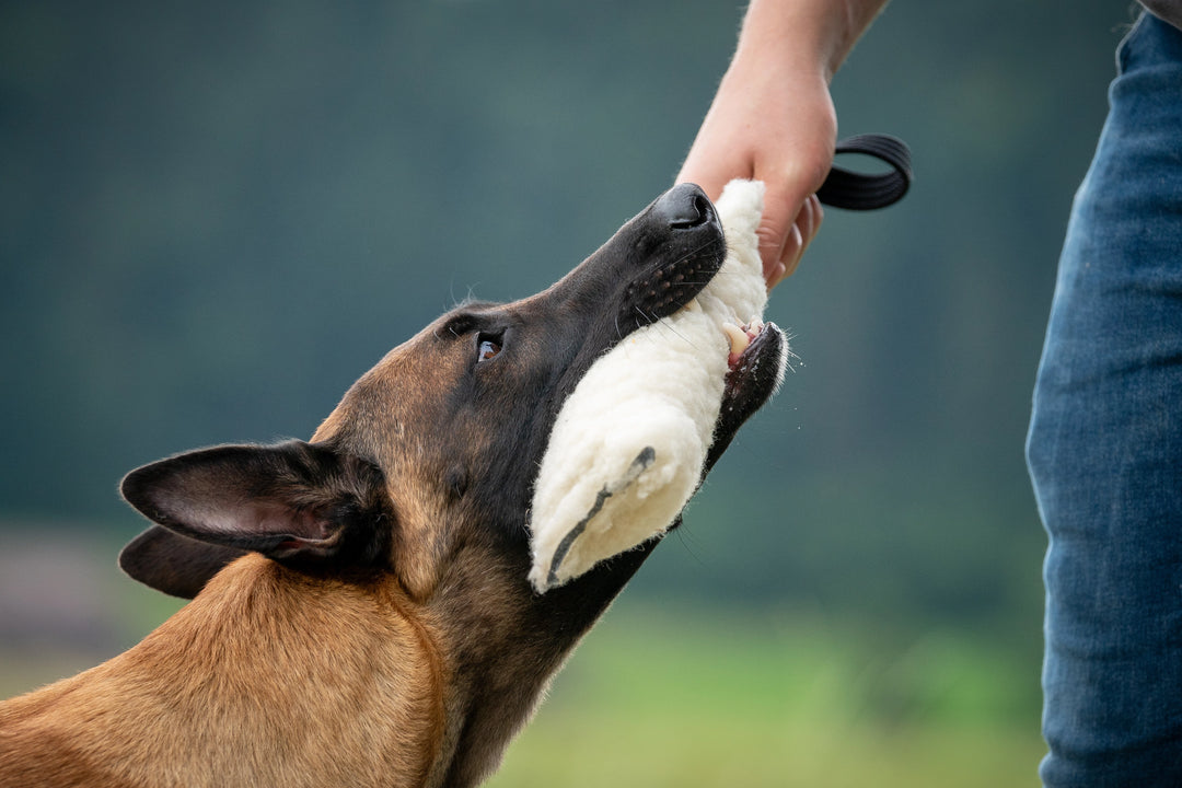 Protection Dog Training