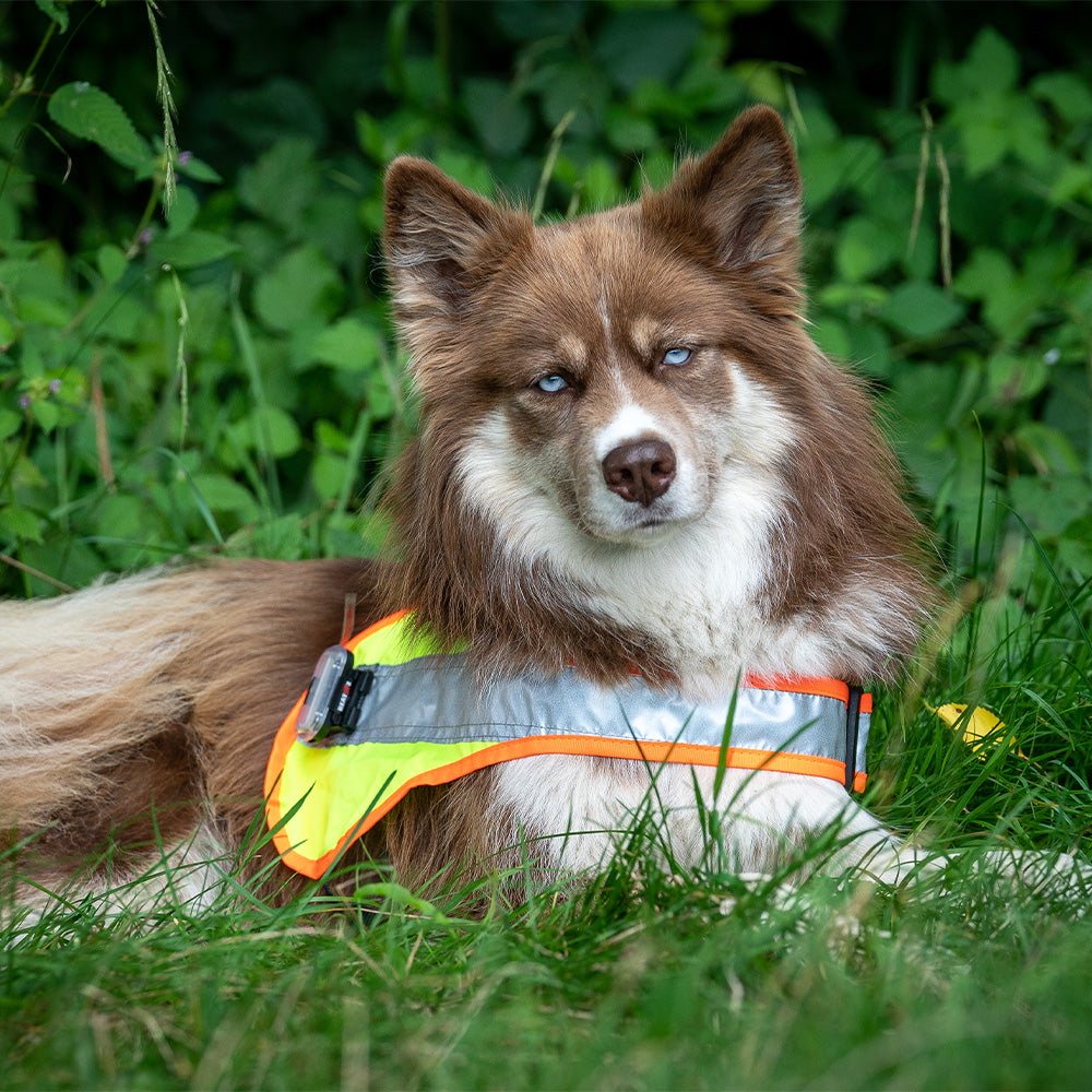 Balou LED Illuminated Dog Blanket