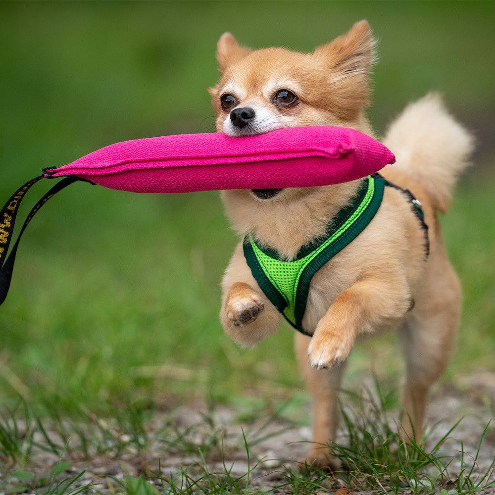 Dog`s Fun Run dog harness standard, with playing dog. made in Switzerland