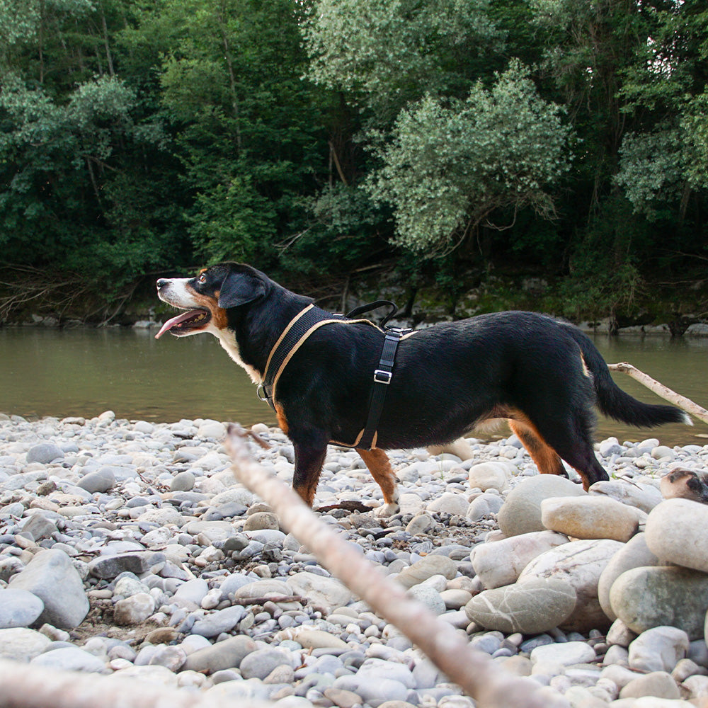 Dog harness Dog`s Fun Run car safety harness Travel, for transportation in the car. black-beige