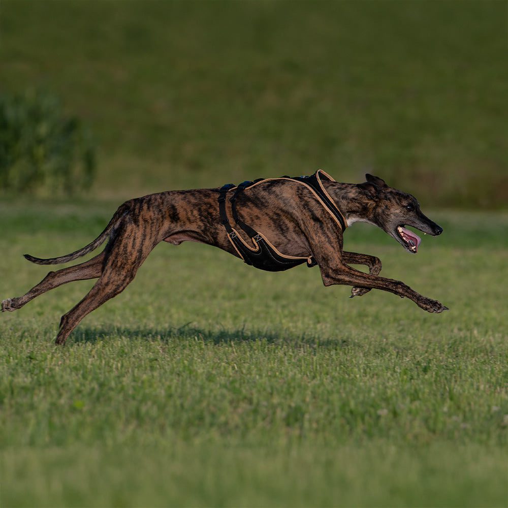 Dog`s Fun Run dog harness with optimized fit for greyhounds. black with beige edging. With running greyhound.