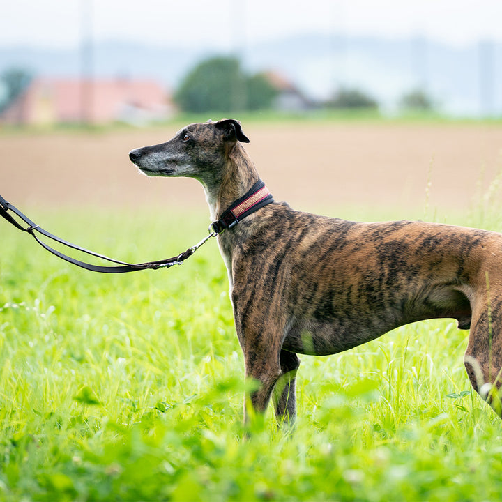 Leash greased leather