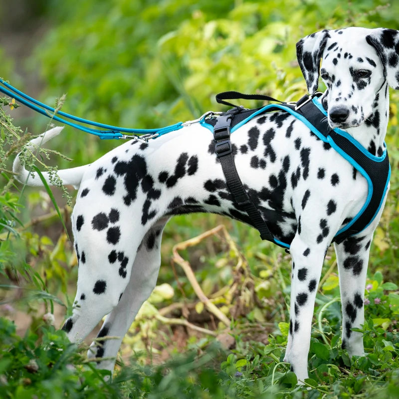 Edged Dog Leash, 3-way Adjustable