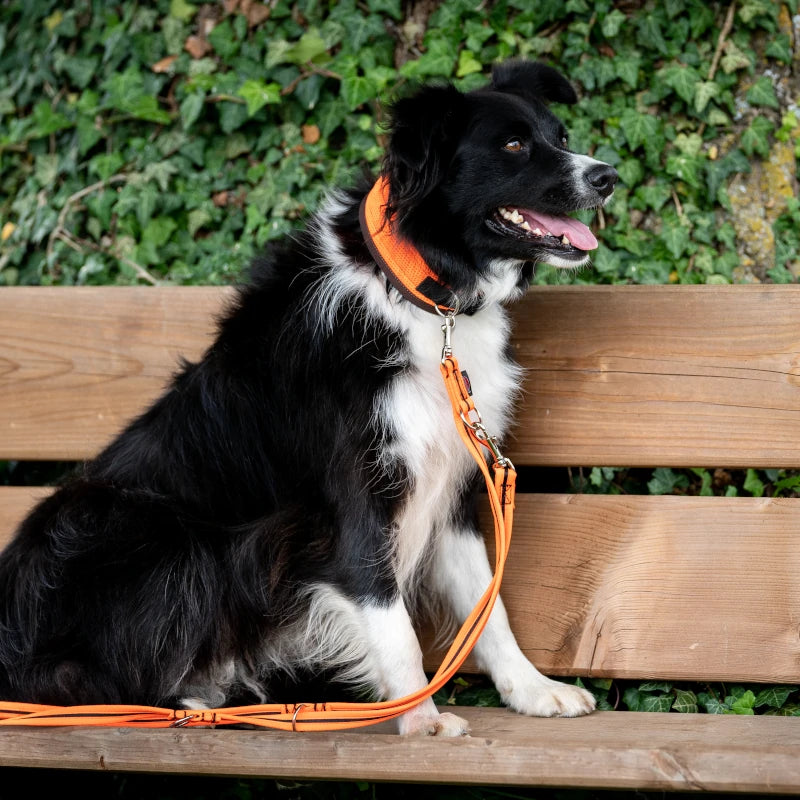 Edged Dog Leash, 3-way Adjustable