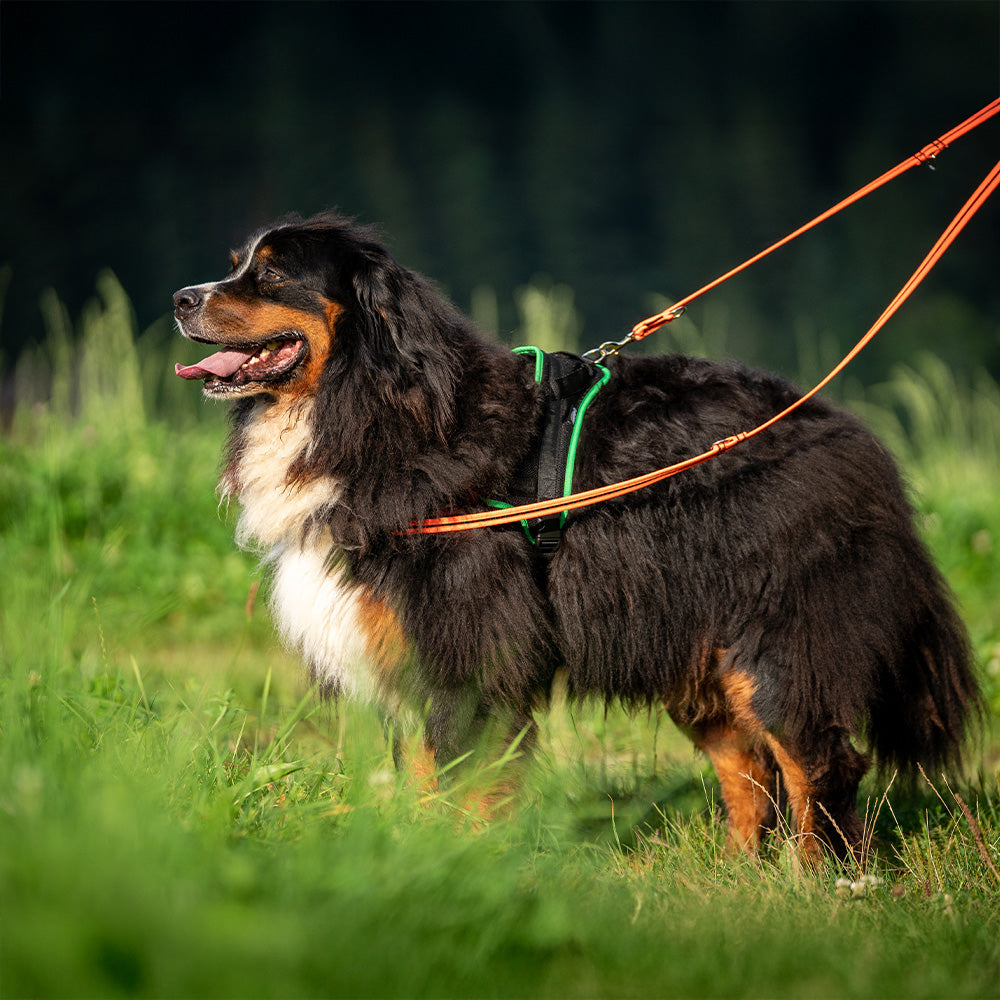 Training harness Guide