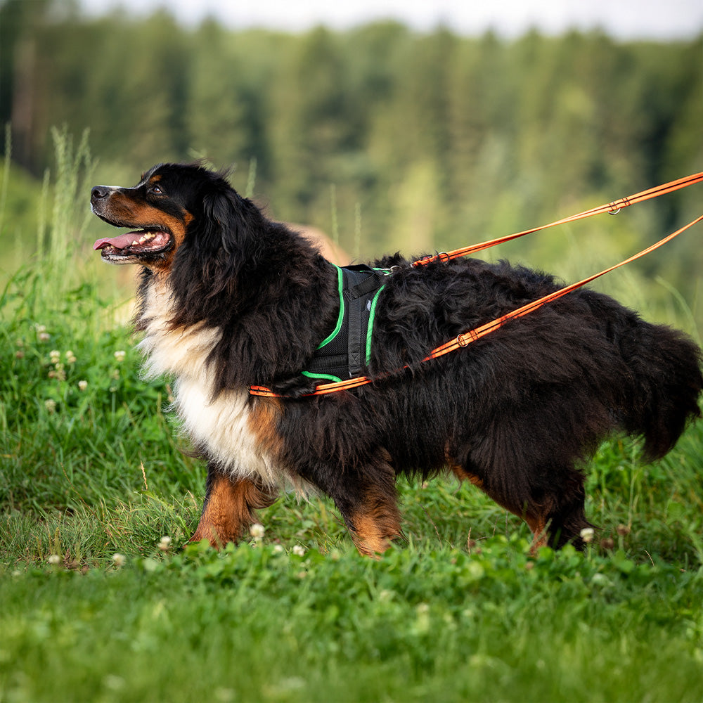 Training harness Guide