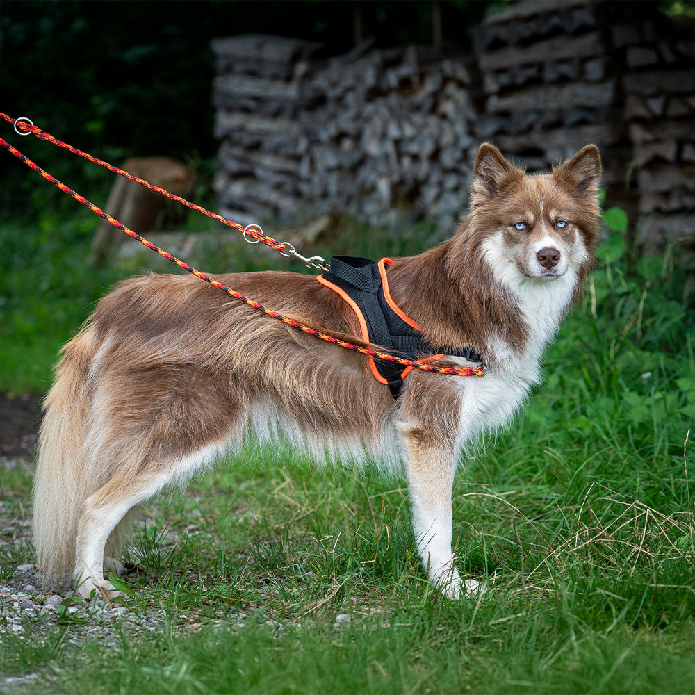 Training harness Guide