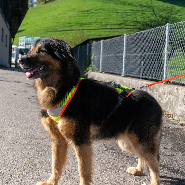 Mantrailing harness V with reflector