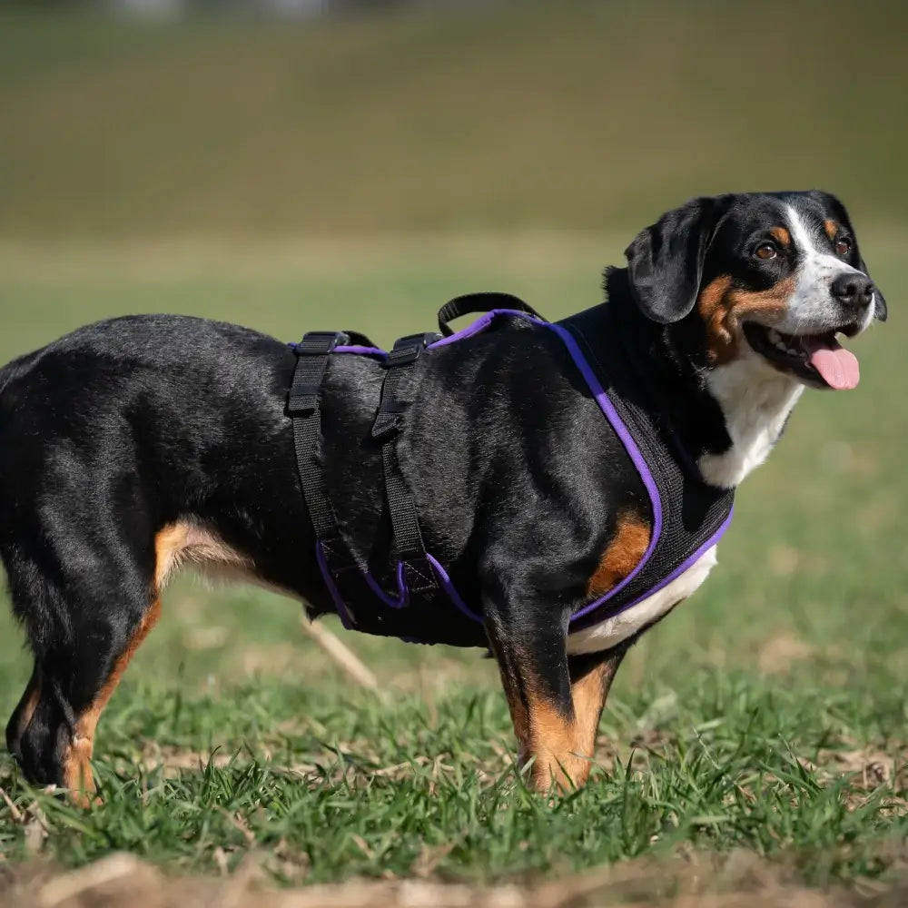 Custom-made dog harness