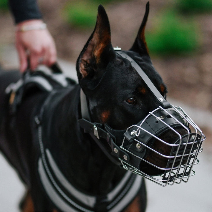 Muzzle metal - Dingo