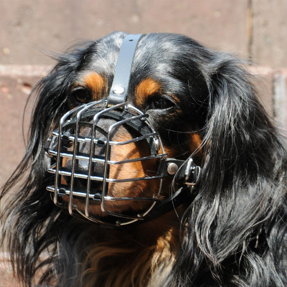 Muzzle metal - Dingo