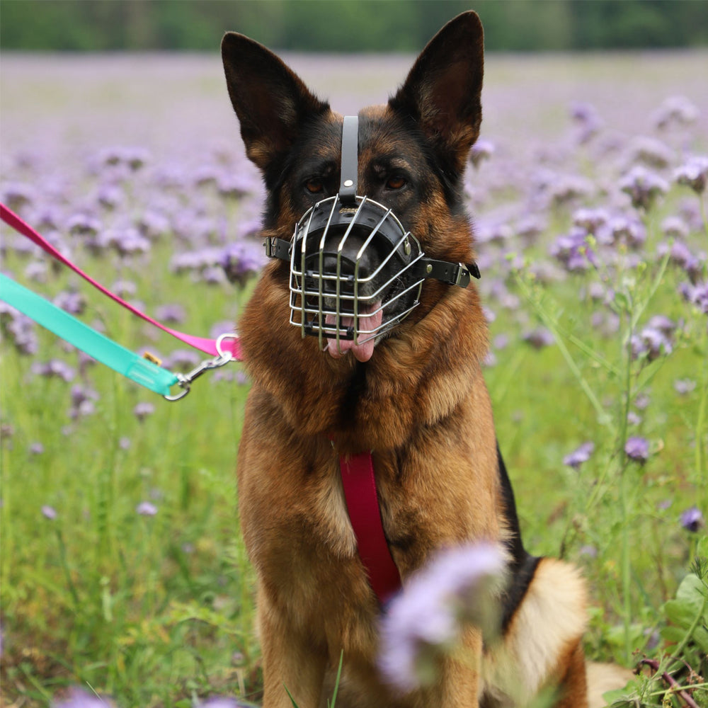 Muzzle metal - Dingo