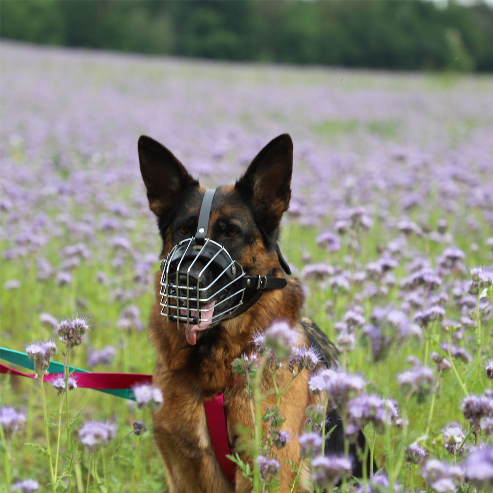 Muzzle metal - Dingo