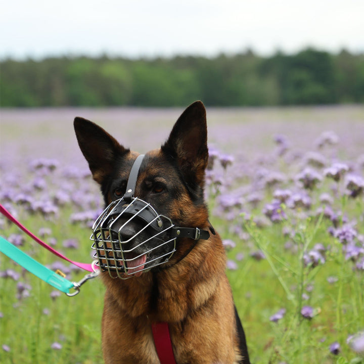 Muzzle metal - Dingo