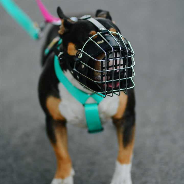 Muzzle metal reinforced - Dingo