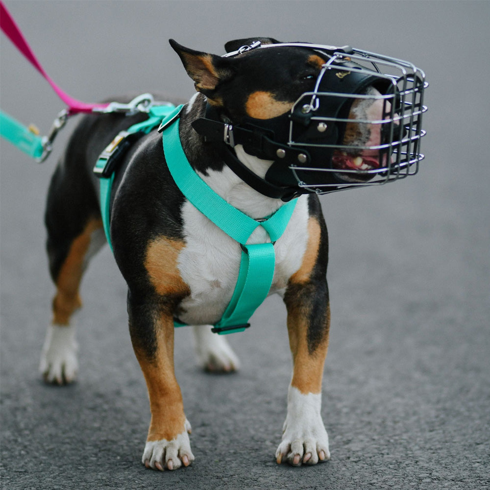 Muzzle metal reinforced - Dingo