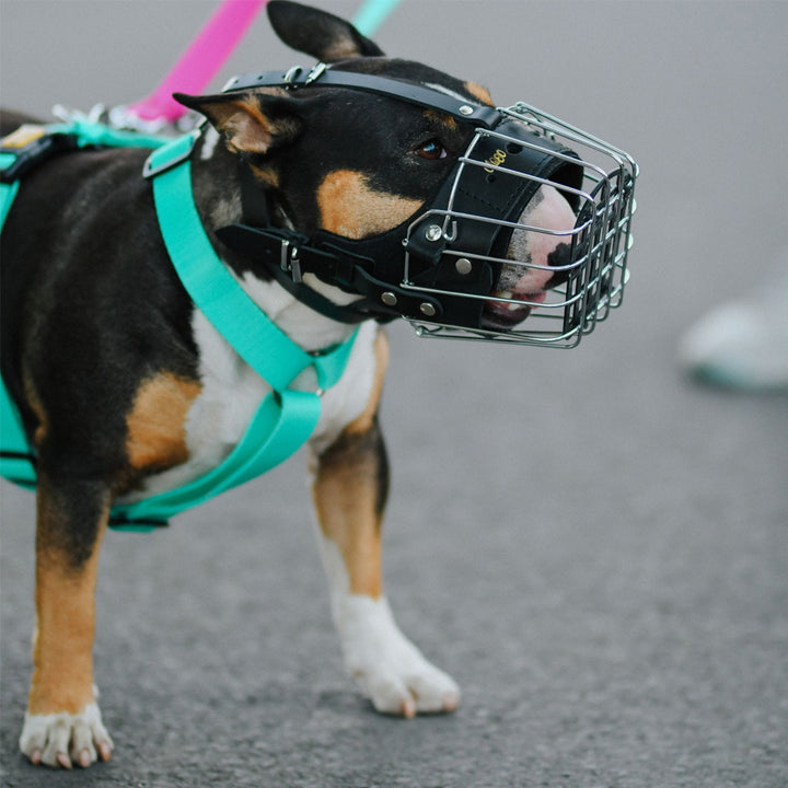 Muzzle metal reinforced - Dingo