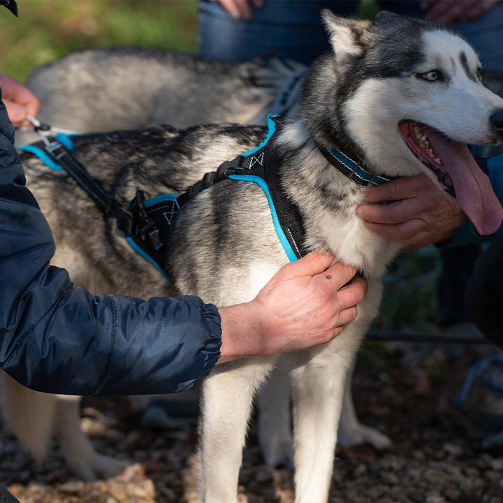 Dog pulling harness