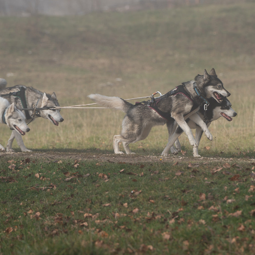 Dog pulling harness