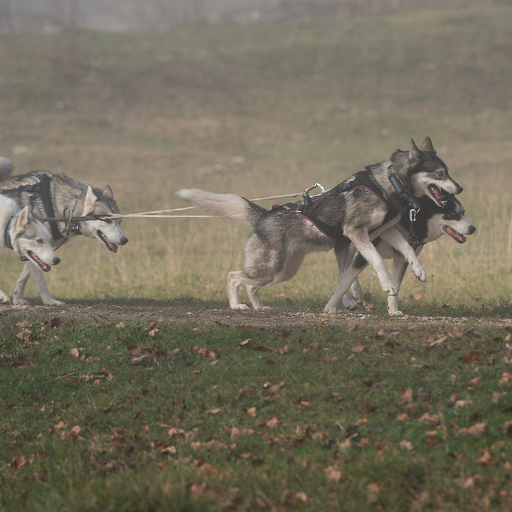 Dog pulling harness