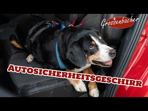 Explanatory video car safety harnesses for dogs Grossenbacher.