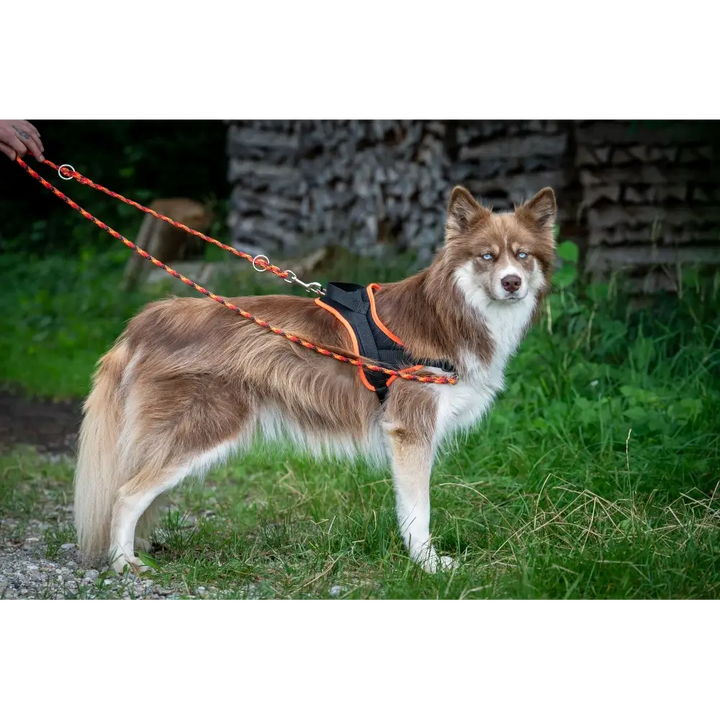 Training harness Guide