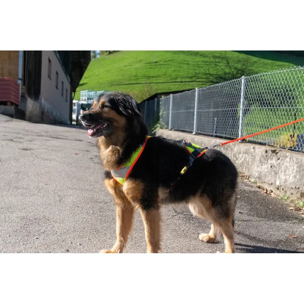 Mantrailing harness V with reflector and LED