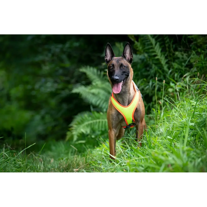 Vary Mantrail Dog Harness