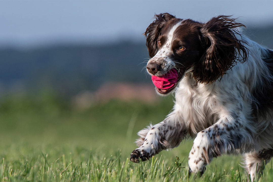 Jeu et divertissement