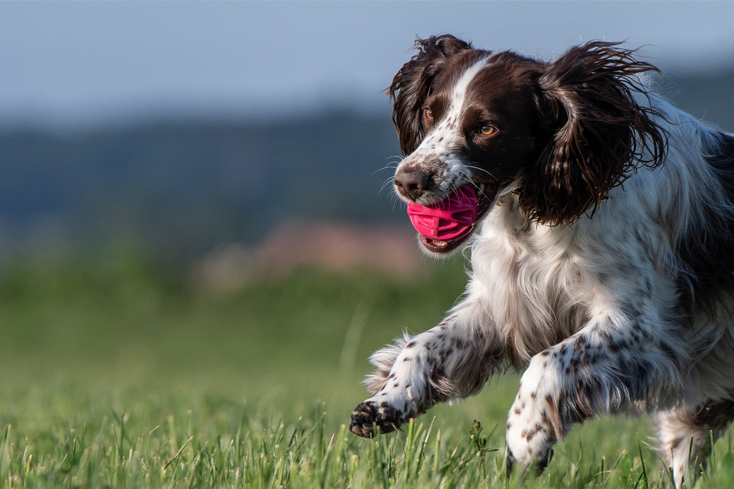 Jeu et divertissement