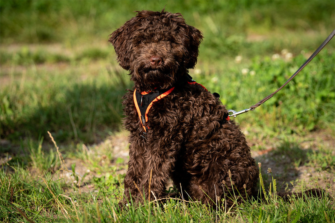 Chiots & jeunes chiens