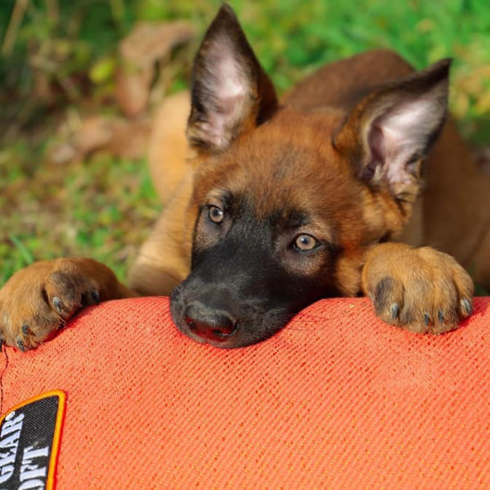 Manchette de jambe courte SOFT - Dingo Gear