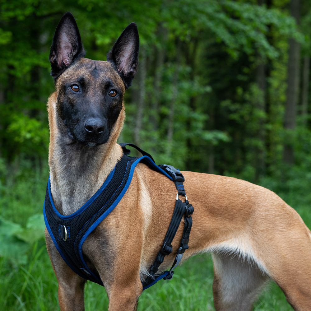 Malinois avec harnais de formation Dog`s Fun Run PROGuide, noir avec liseré bleu marine.