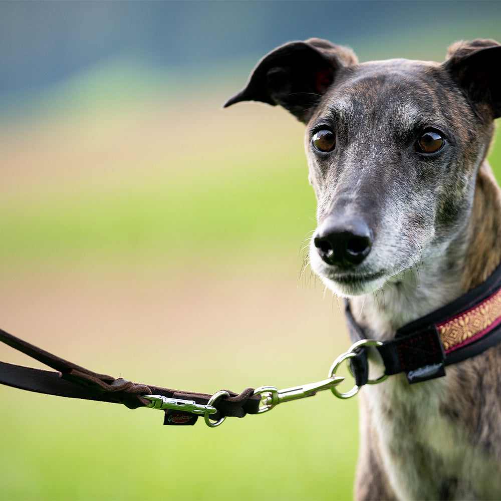 Longe de présentation en cuir gras