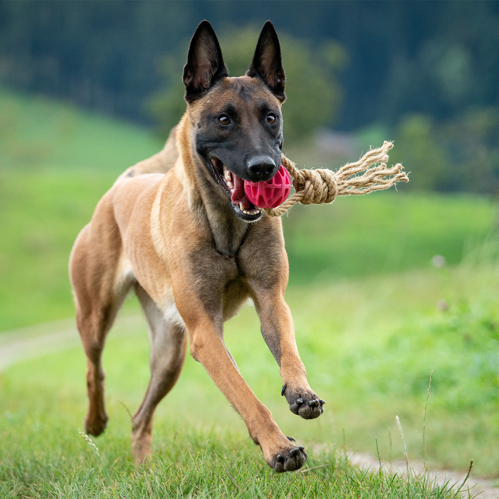 G-Rope Méduse avec balle grande