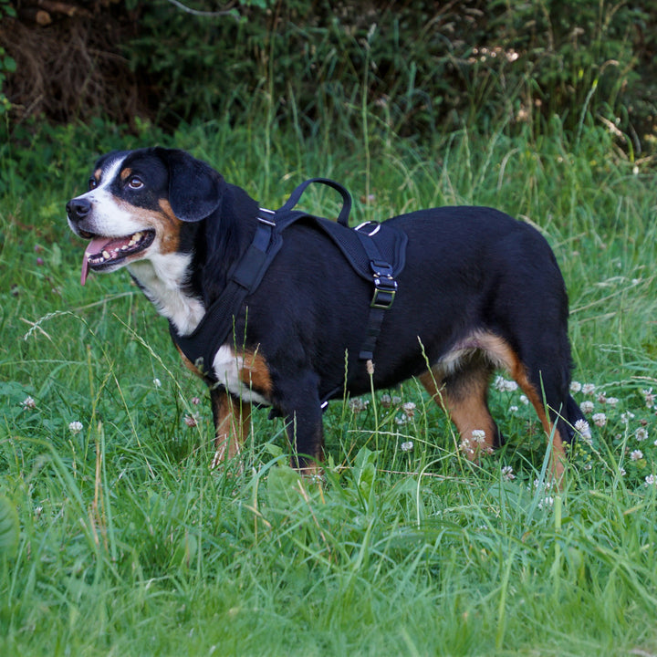 Harnais de provocation Guard