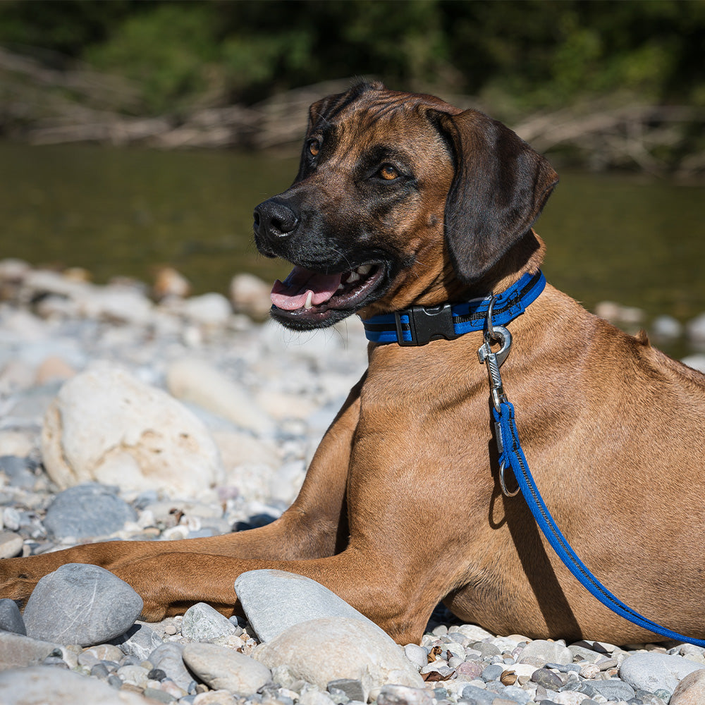 Collier bordé directement