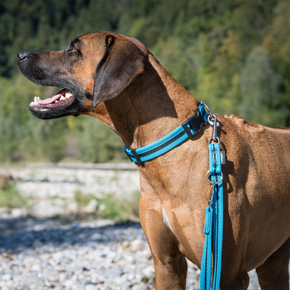 Collier bordé directement