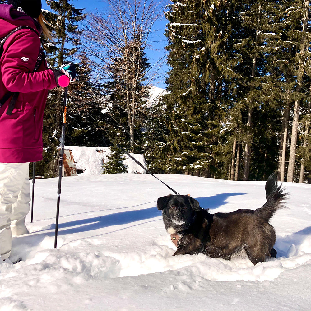 Lishinu 3 - laisse intelligente pour chien en laisse rose