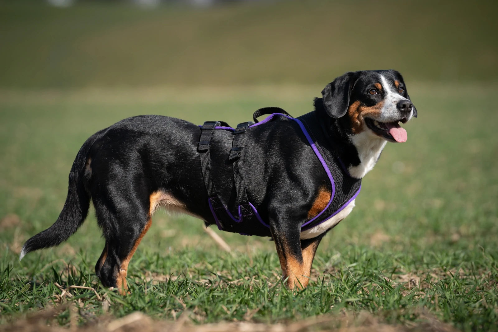 Harnais sur mesure pour chiens