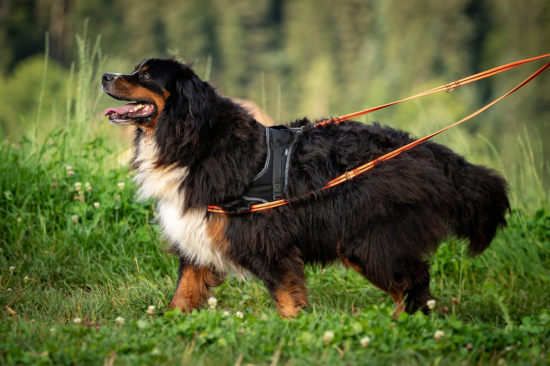 Formazione e istruzione