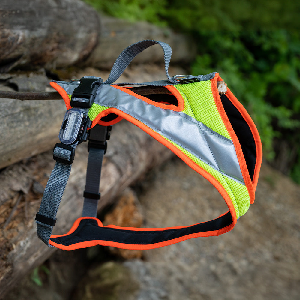 Articoli luminosi per cani