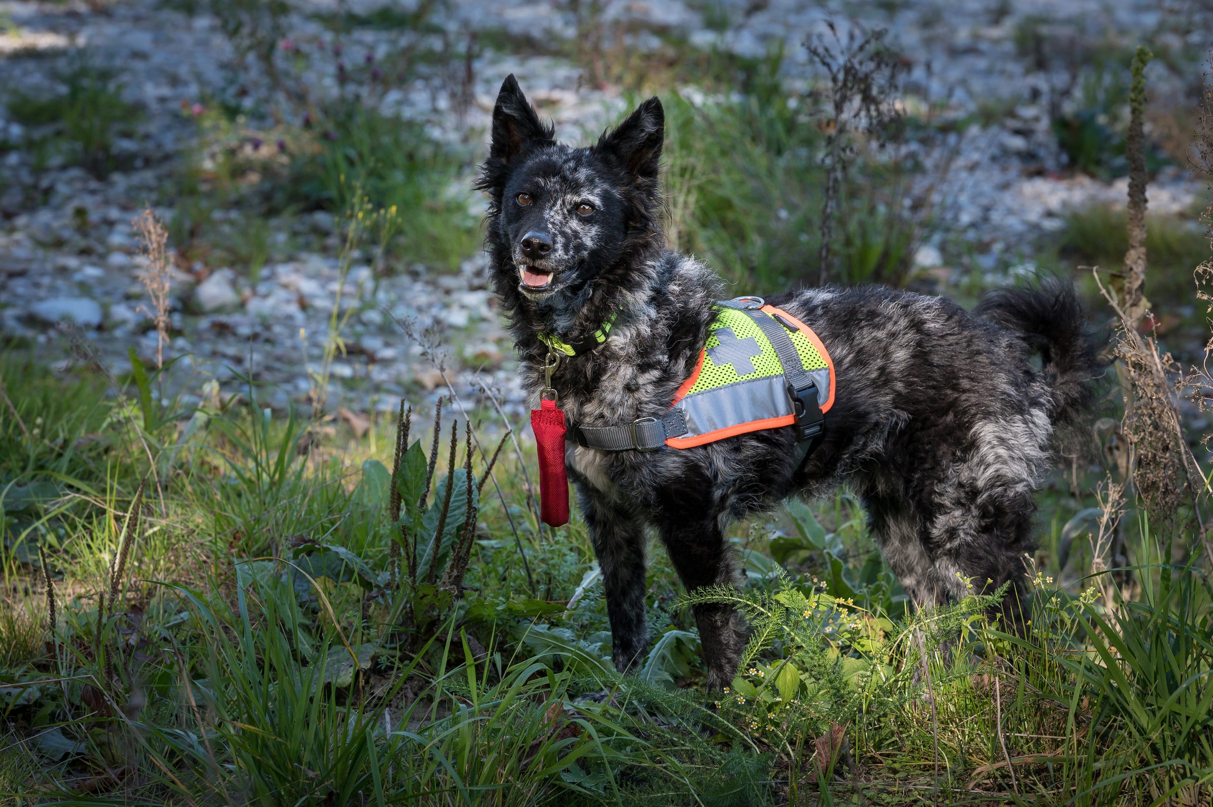 Soccorso e assistenza