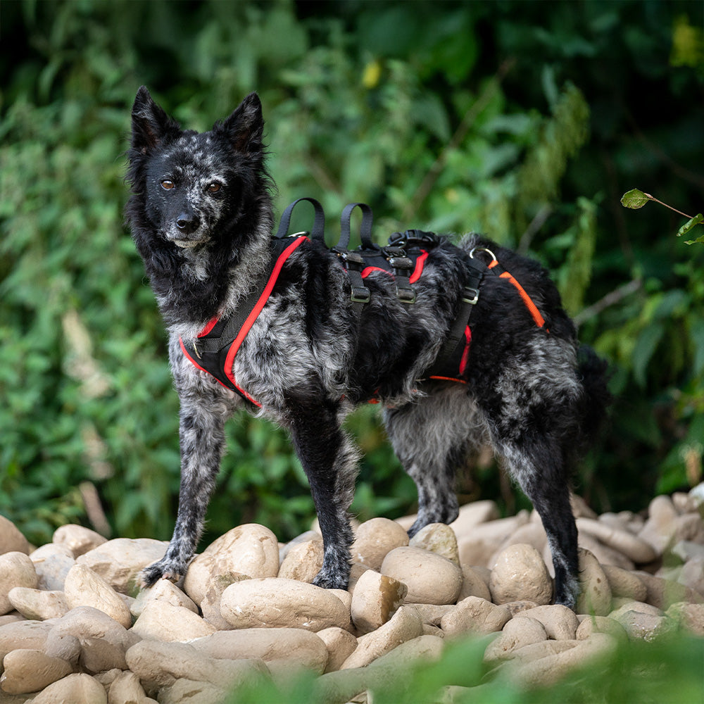 Imbracatura per la discesa in corda doppia