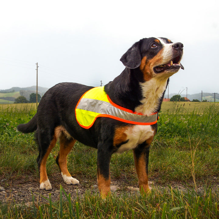 Coperta per cani Balou Easy illuminata