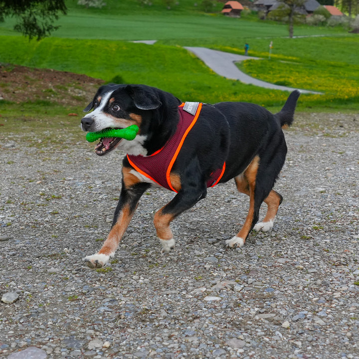 imbracatura per cani Lotto Dog`s Fun Run